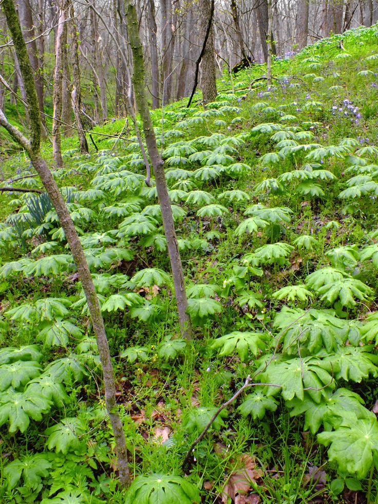 a lush green forest filled with lots of trees and plants on top of a hill