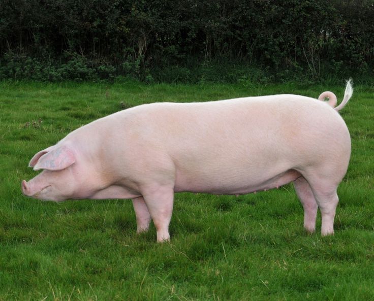 a large white pig standing on top of a lush green field