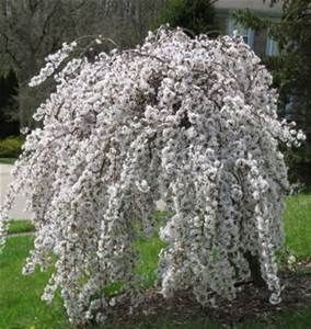 a white tree with lots of flowers in the grass next to a road and house