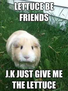 a brown and white hamster sitting in the grass with caption that reads lettuce be friends j k just give me the lettuce