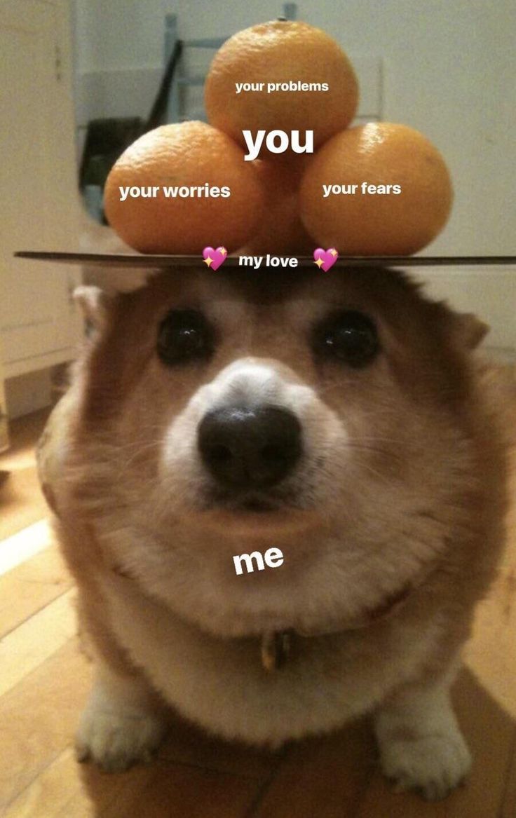 a dog is sitting on the floor with some oranges on top of his head