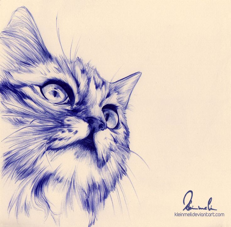 a pencil drawing of a cat's face with big blue eyes and long whiskers