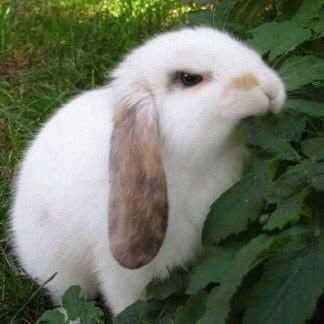 a white rabbit with brown ears sitting in the grass