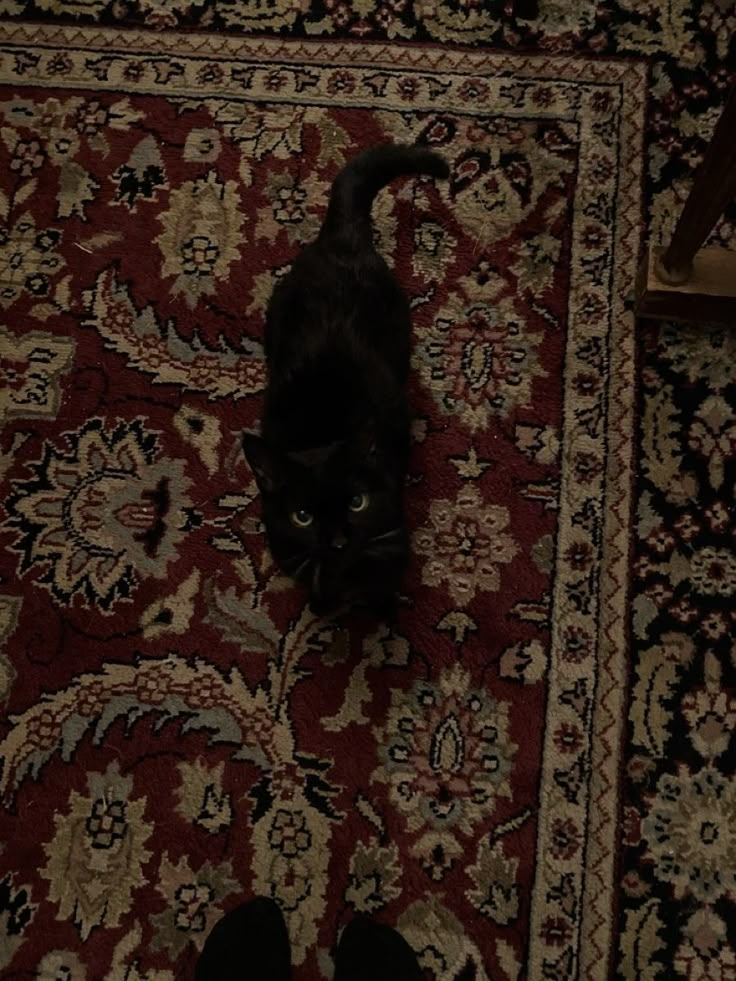 a black cat standing on top of a rug next to a person's feet