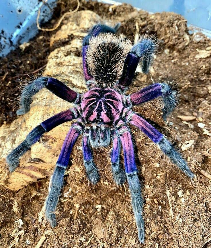 a purple and black spider sitting on top of dirt