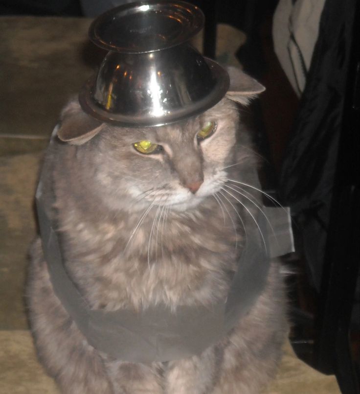 a gray cat wearing a metal bowl on top of it's head, sitting on the floor