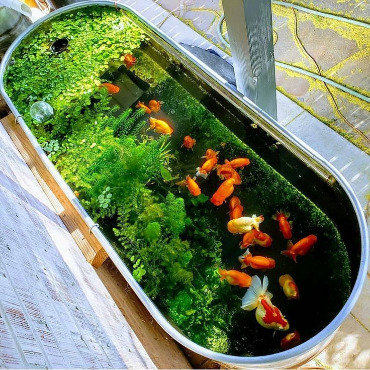 a fish tank filled with lots of green plants and goldfish swimming in the water