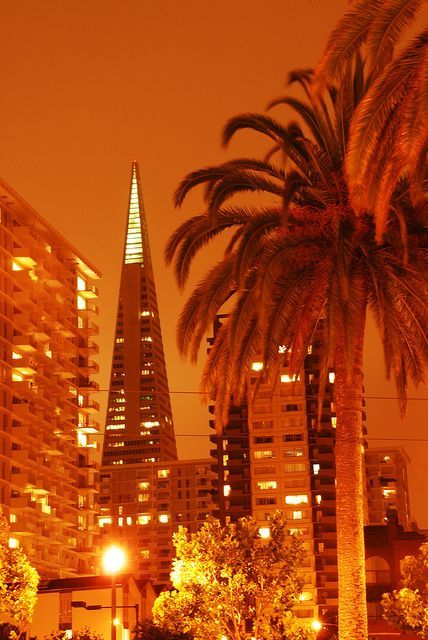 palm trees in front of tall buildings with lights on them at night and the sky is orange