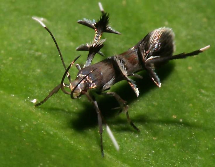 two bugs sitting on top of a green leaf