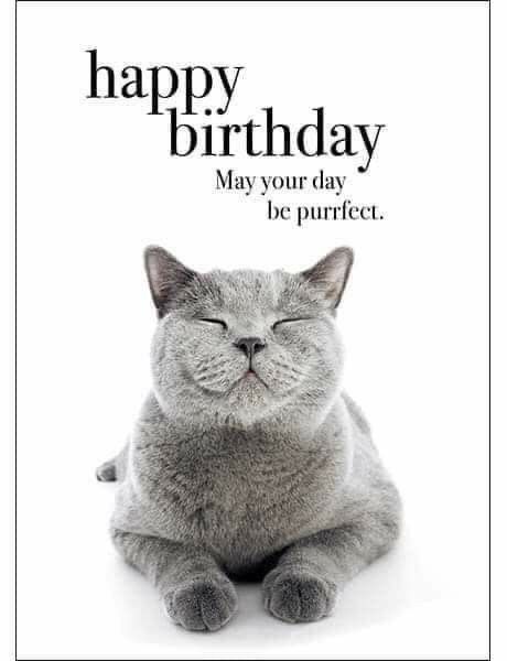 a gray cat with its eyes closed and the words happy birthday may your day be purrfect