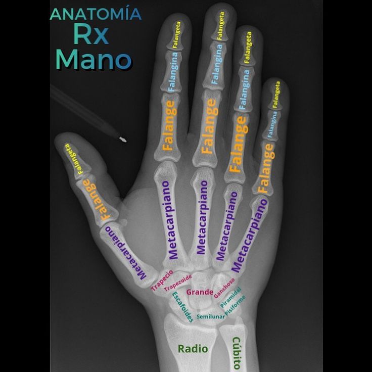 an image of a hand with many words on it and the word anatomia rx mano written in different languages