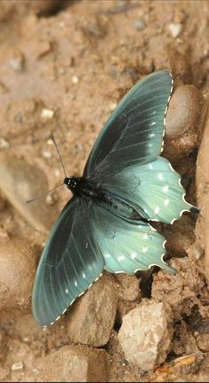 a green and black butterfly sitting on some rocks