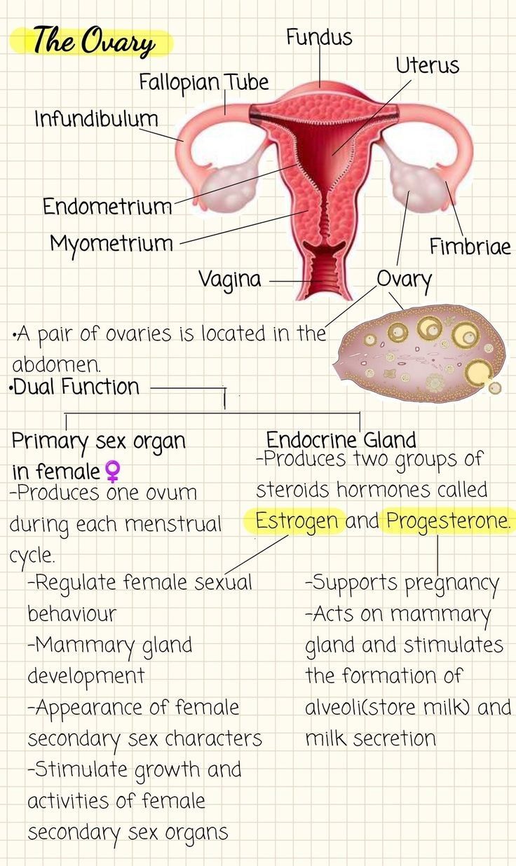 Reproduction System Anatomy, How To Take Notes For Anatomy, Biology Body Systems, Body Cavities Anatomy Notes, Reproductive System Notes Aesthetic, How To Learn Biology Fast, Reproductive System Nursing Notes, How To Learn Biology, Surgeon Study Notes