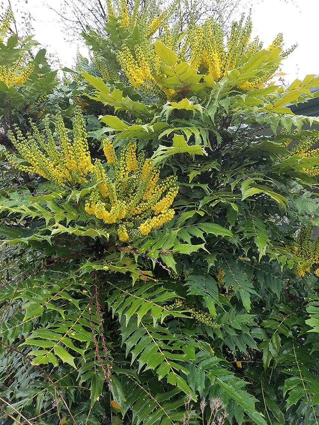 a bush with yellow flowers and green leaves