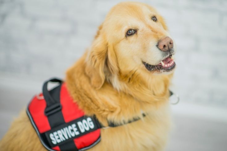 a golden retriever wearing a service dog vest