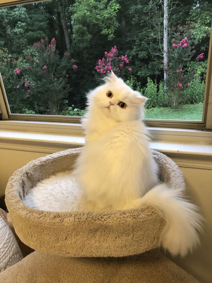 a fluffy white cat sitting in a pet bed