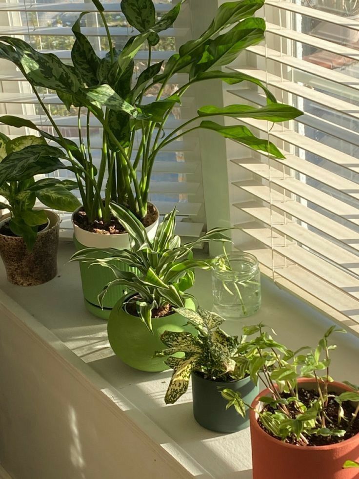 some plants are sitting on a window sill