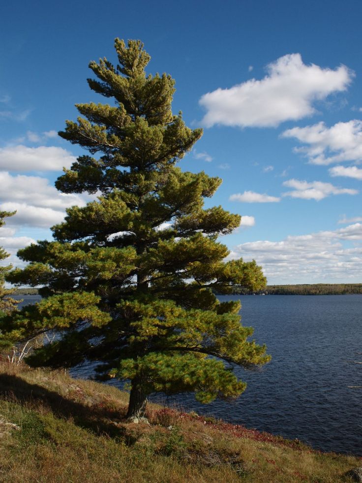 a lone pine tree sitting on the side of a hill next to a body of water