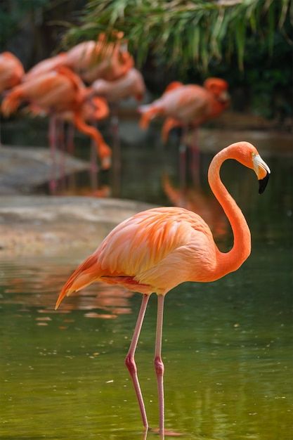 a group of flamingos are standing in the water