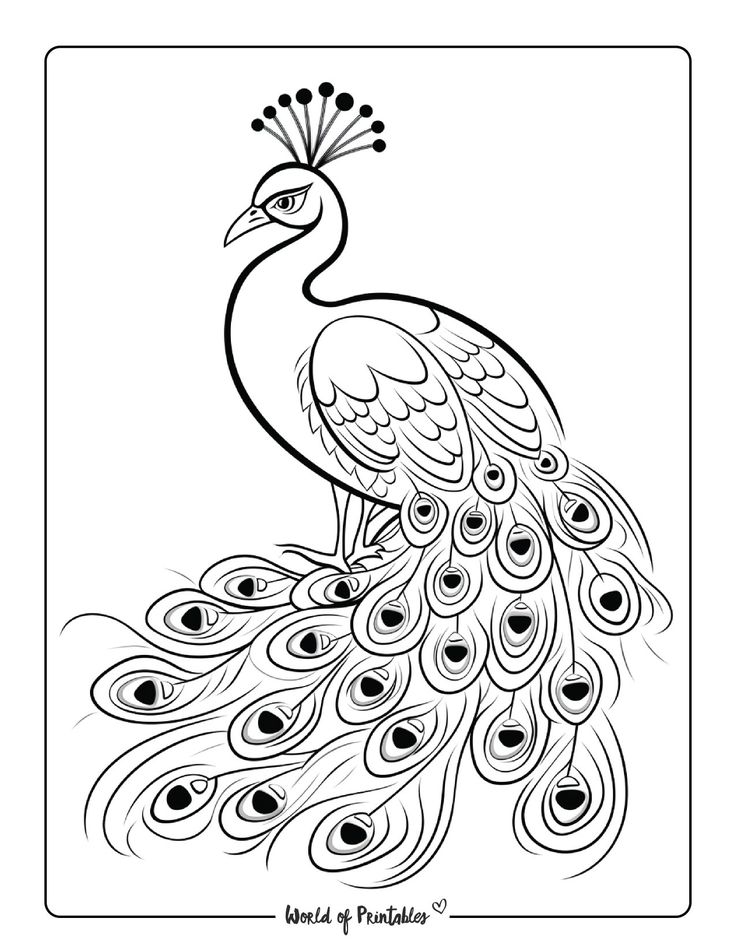 a peacock with its feathers spread out and it's tail is in the shape of a