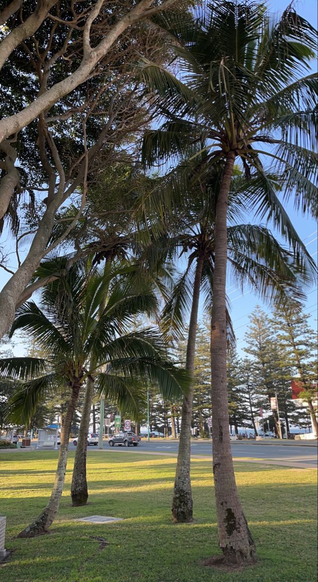 there are many palm trees in the park