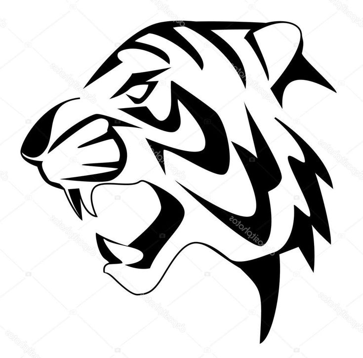 a black and white tiger's head on a white background stock photo - 9579