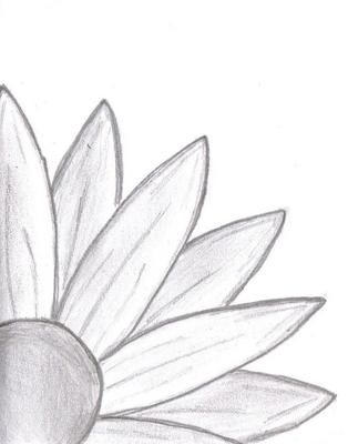 a pencil drawing of a flower with petals