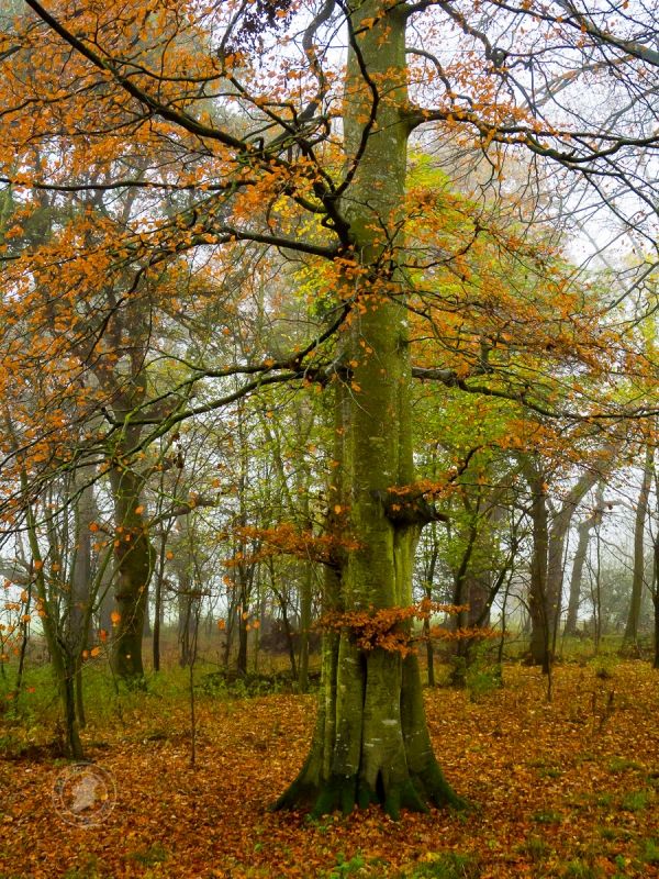 a tree in the middle of an autumn forest