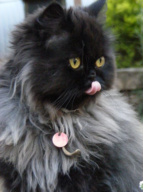 a long haired black cat sitting on top of a flower pot with its tongue hanging out