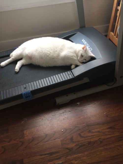 a white cat laying on top of a treadmill with caption in russian above it