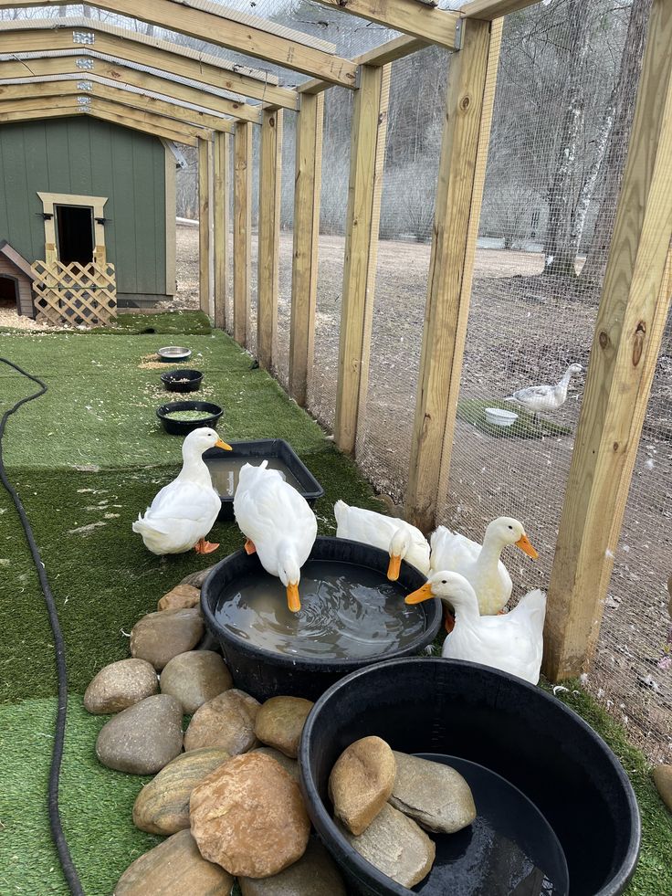 three ducks are standing on rocks in the grass near some water bowls and buckets