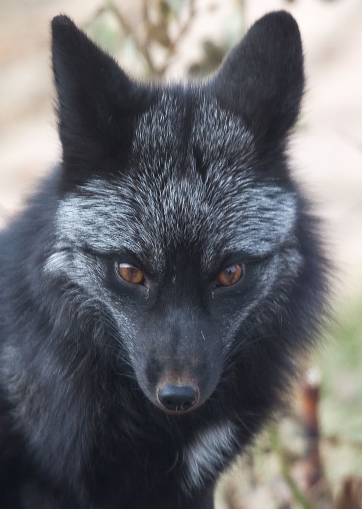 a close up of a black and gray animal with orange eyes looking at the camera