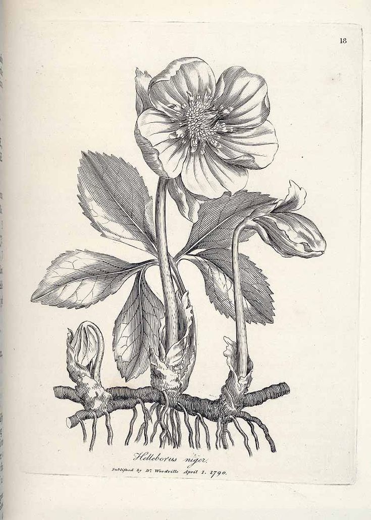 a drawing of a flower on a branch with leaves and roots in the foreground