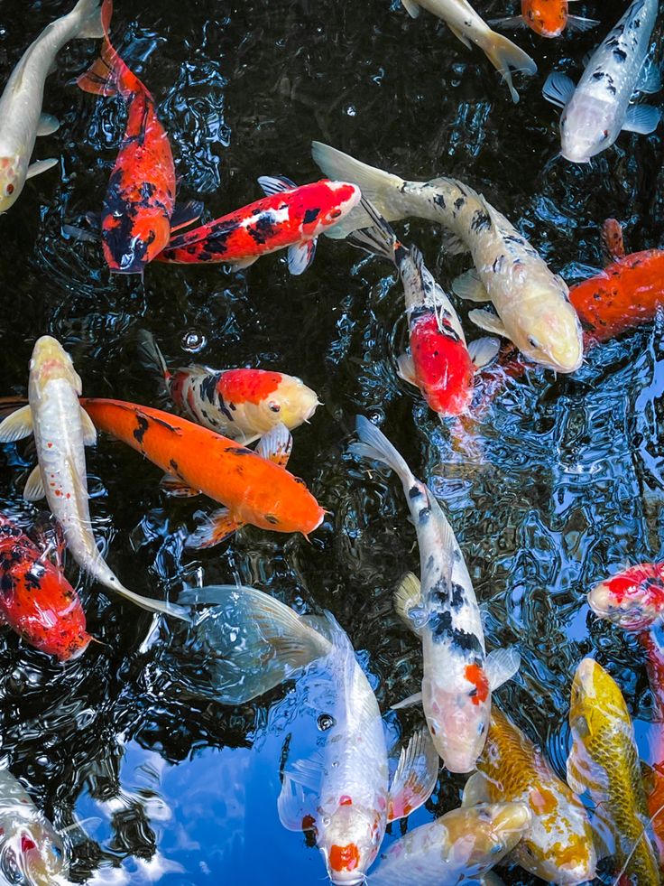 many colorful fish are swimming in the water