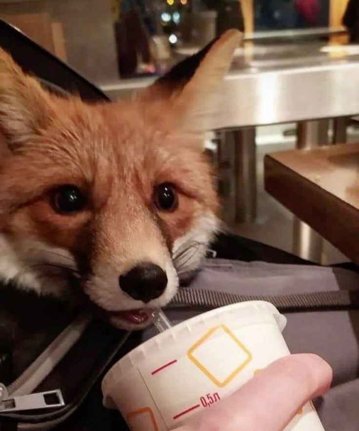 a fox is drinking out of a cup while sitting in a chair with someone's hand