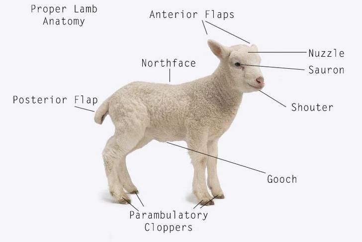 the parts of a sheep on a white background with names in english and spanish for each animal