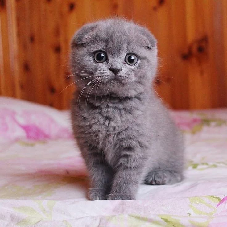 a small gray kitten sitting on top of a bed