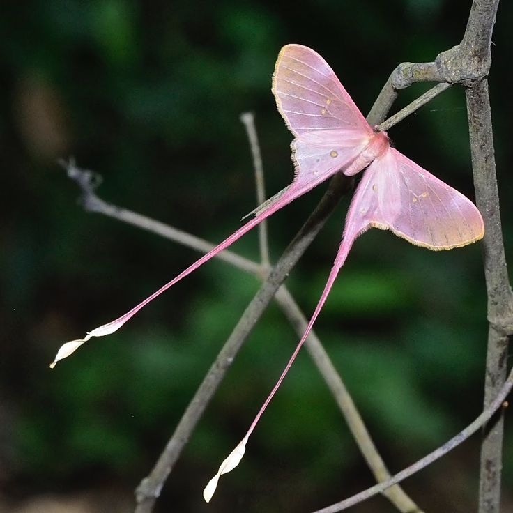 a pink butterfly sitting on top of a tree branch