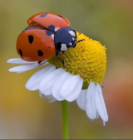 two ladybugs sitting on top of a flower