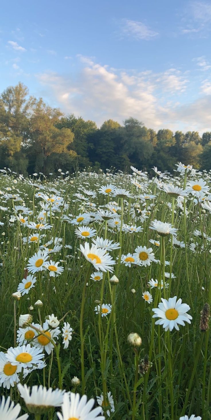 a field full of white daisies with trees in the background