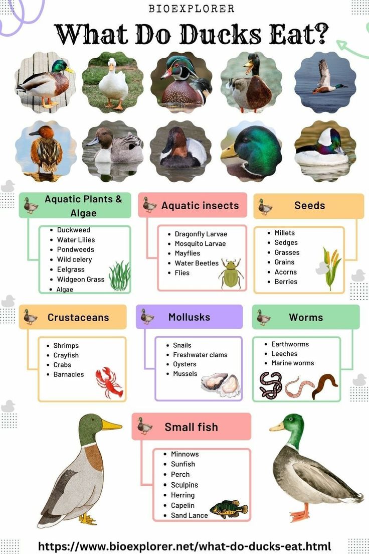 what do ducks eat? poster with pictures of different types of birds and their names