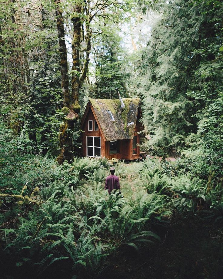 a man standing in front of a small cabin surrounded by trees and ferns on a forest floor