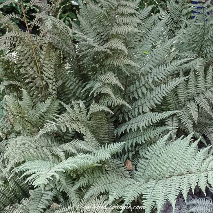 some very pretty green plants in the woods