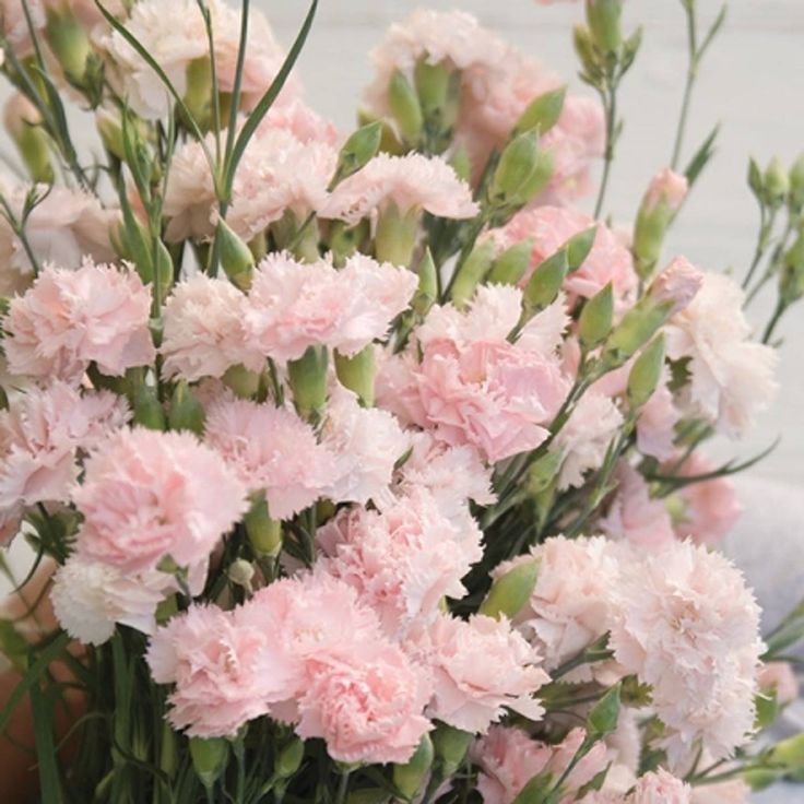 pink carnations in a vase being held by someone