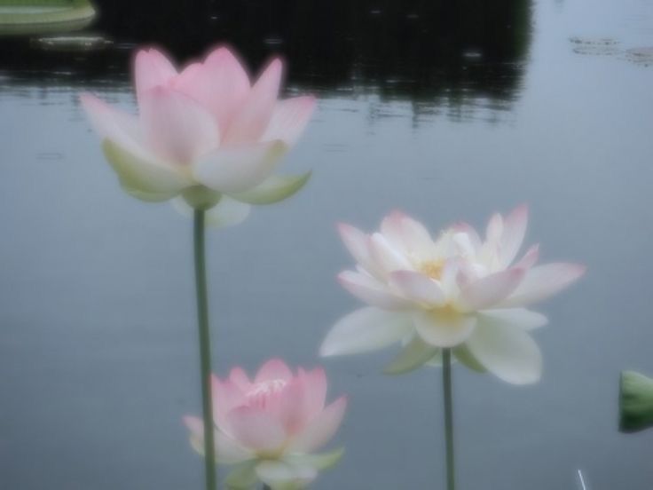 three pink and white flowers in front of water