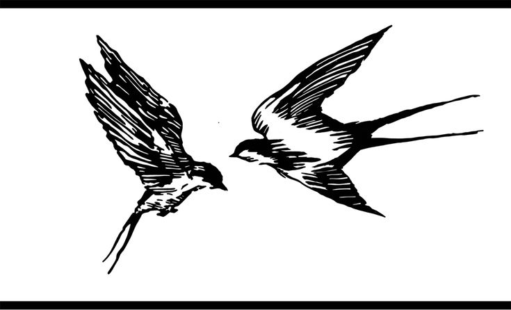 two black and white birds flying next to each other