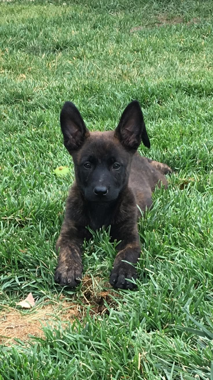 a puppy laying in the grass looking at the camera