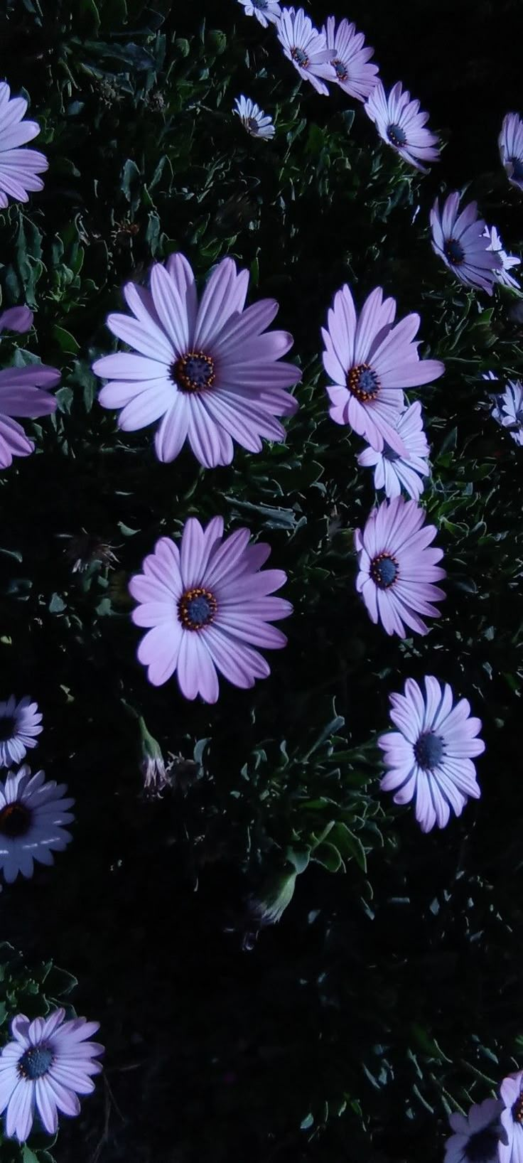 many purple flowers are growing in the dark