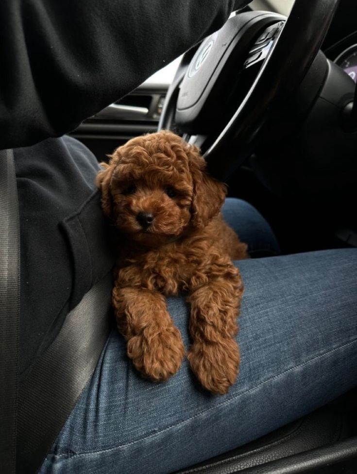 a small brown dog sitting on the lap of a person in a car