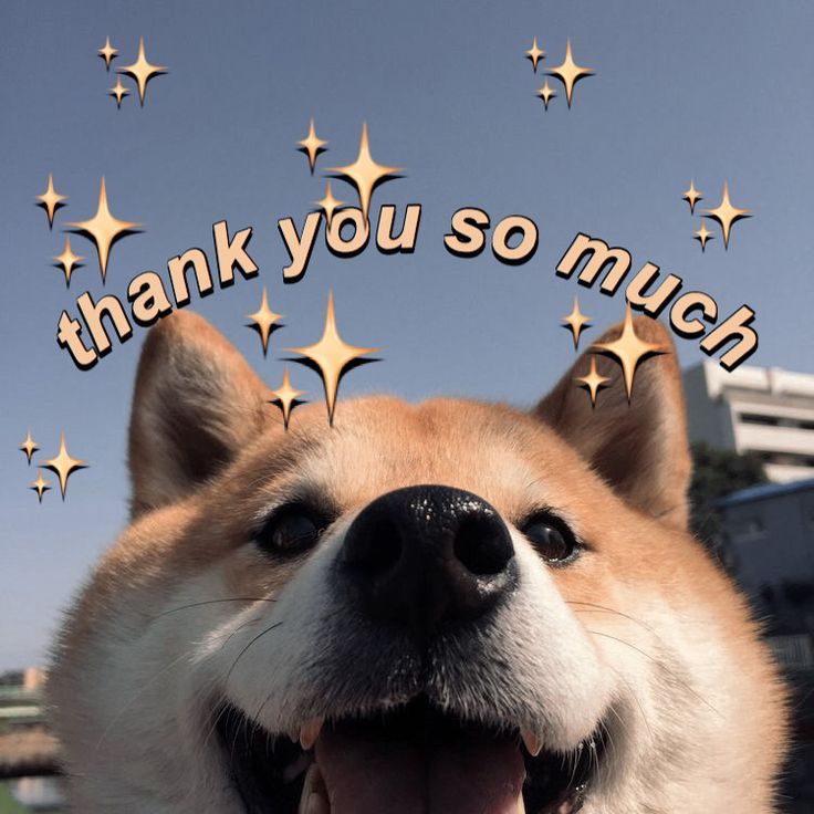 a brown and white dog with stars around it's head that says thank you so much